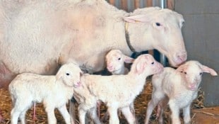 Zuerst Drillinge und jetzt Vierlinge – über dem Mostviertler Stall liegt besonderer Tiersegen. (Bild: Crepaz Franz/Pressefoto Franz Crepaz)