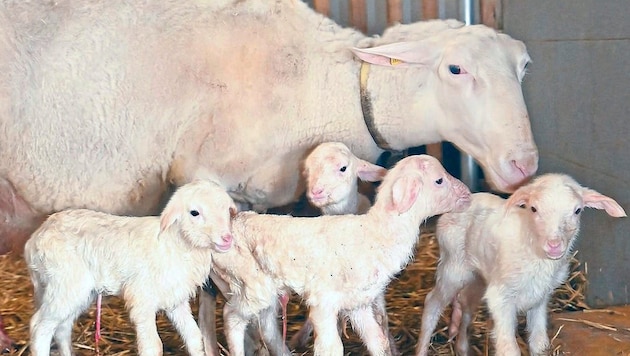 First triplets and now quadruplets - a special animal blessing lies over the Mostviertel barn. (Bild: Crepaz Franz/Pressefoto Franz Crepaz)