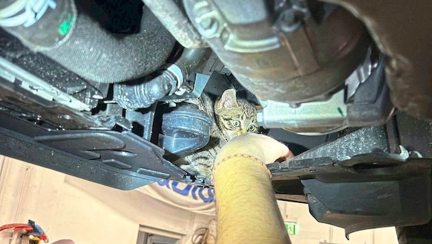 The curious kitten got stuck in the "guts" of a Skoda in Melk. (Bild: DOKU-NÖ)