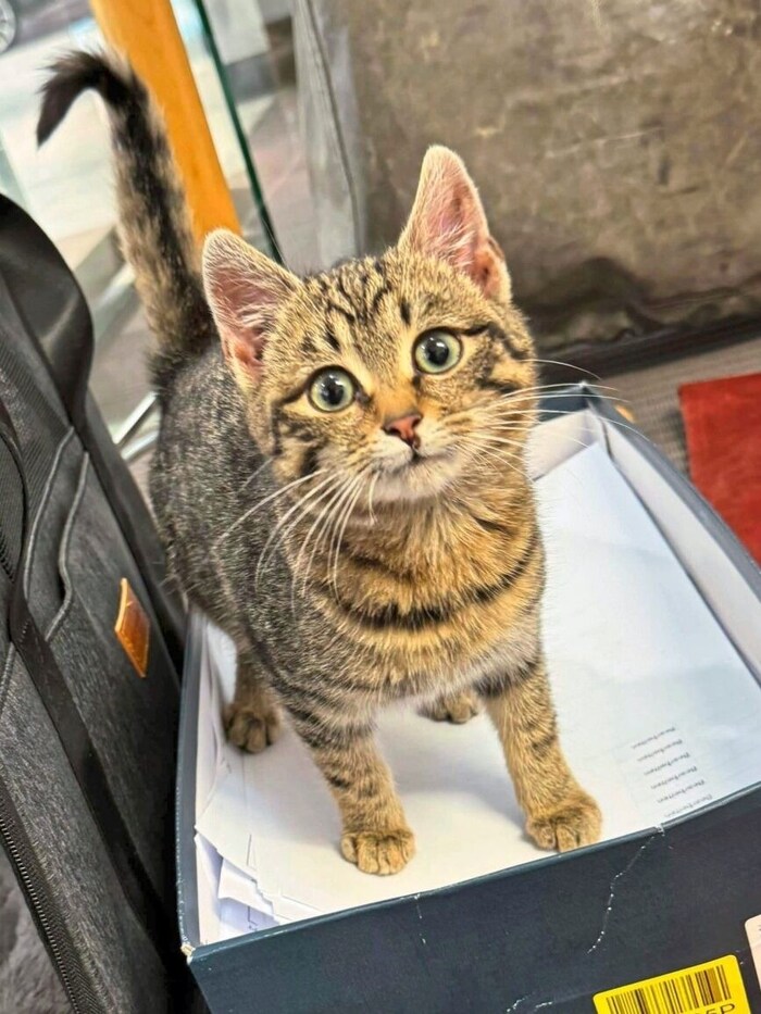 Gerettet und glücklich: Der namenlose Vierbeiner