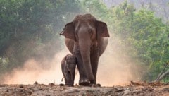 Thailand will seine steigende Elefantenpopulation künftig besser regulieren. (Bild: Tanjai Studio, stock.adobe.com)