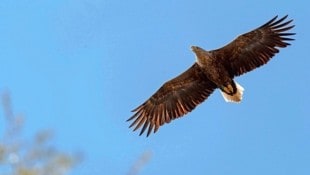 Um die angebliche Gefahr für die Seeadler-Population toben ganz allgemein heftige Debatten. (Bild: Posteiner Karin)