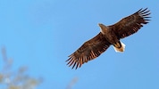 Um die angebliche Gefahr für die Seeadler-Population toben ganz allgemein heftige Debatten.