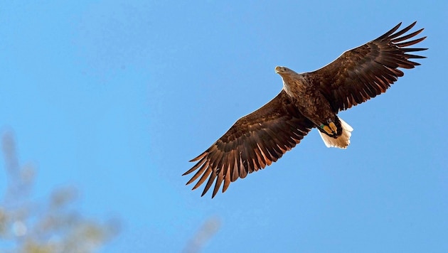 The alleged threat to the white-tailed eagle population is generally the subject of heated debate. (Bild: Posteiner Karin)