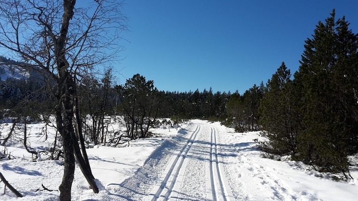 Nur wenige Minuten vom Rheintal entfernt kann man auf dem Bödele die Ruhe der Natur genießen.