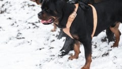 Der Rottweiler verbiss sich in das kleine Mädchen (Symbolbild). (Bild: stock.adobe.com/gesrey)