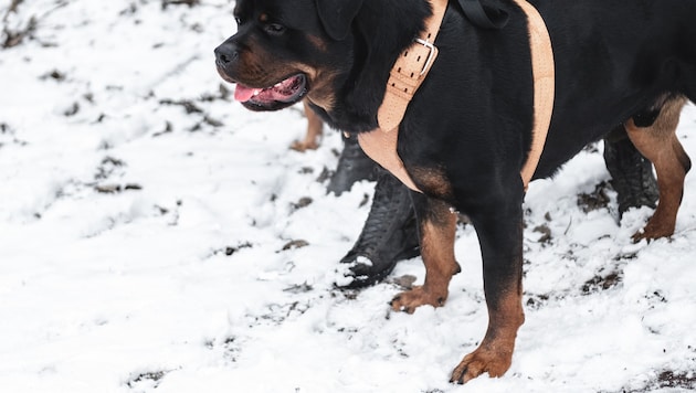 Der Rottweiler verbiss sich in das kleine Mädchen (Symbolbild). (Bild: stock.adobe.com/gesrey)