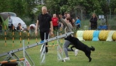 In der Hundeschule Breitenlee lernen Welpen und ältere Vierbeiner wichtige Übungen fürs Leben. (Bild: Hundeschule Breitenlee)