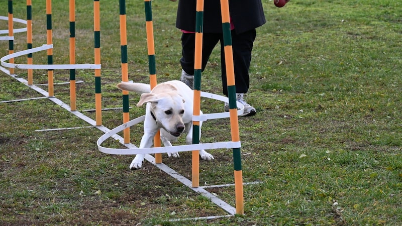 Trainingsparcour für Hunde  (Bild: Hundeschule Breitenlee)