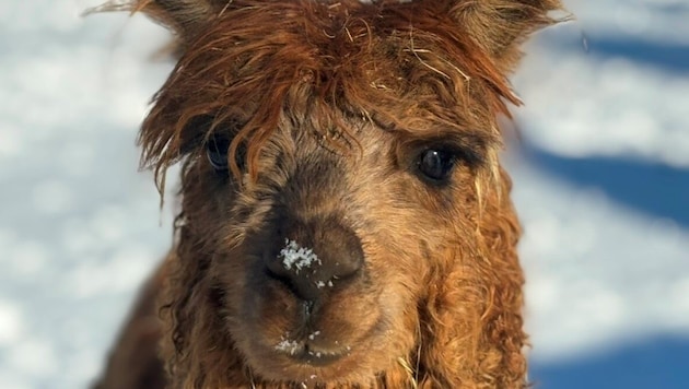 Alpaca Nilo and his 15 friends look forward to welcoming visitors. (Bild: zVg)