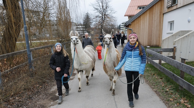 Lara und Carolina führten die Lamas Figaro und Conny. (Bild: Tschepp Markus)