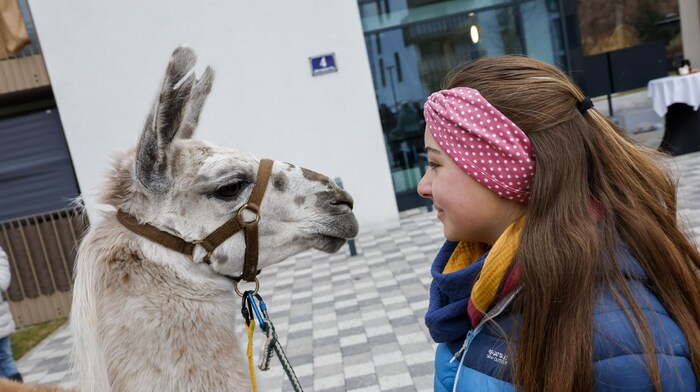 Ein eingespieltes Team: Besitzertochter Carolina mit Lama Conny. 