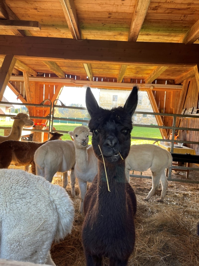 Not only humans, but also alpacas have their own personality. (Bild: zVg)