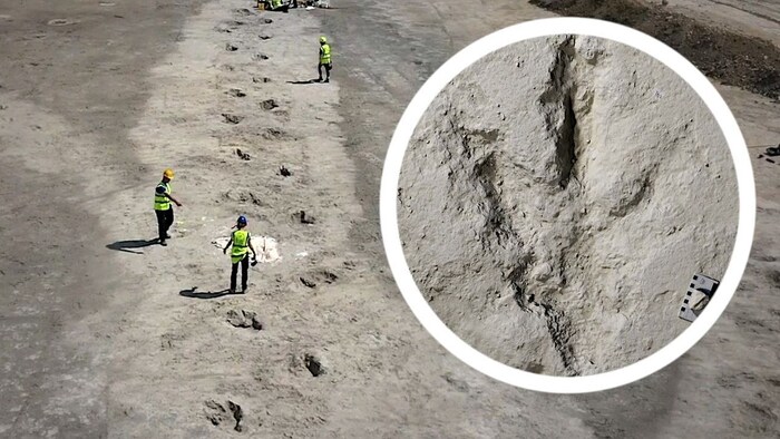 Five dinosaur tracks (pictured) with a total of 200 footprints have been uncovered so far.