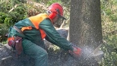 Bei der Arbeit im Wald kommt es immer wieder zu Unfällen. In Kärnten gab es im Vorjahr vier Todesopfer. Das KFV empfiehlt bessere Ausrüstung und Schulungen. (Bild: LWK Burgenland/Michaela Tesch-Wessely)