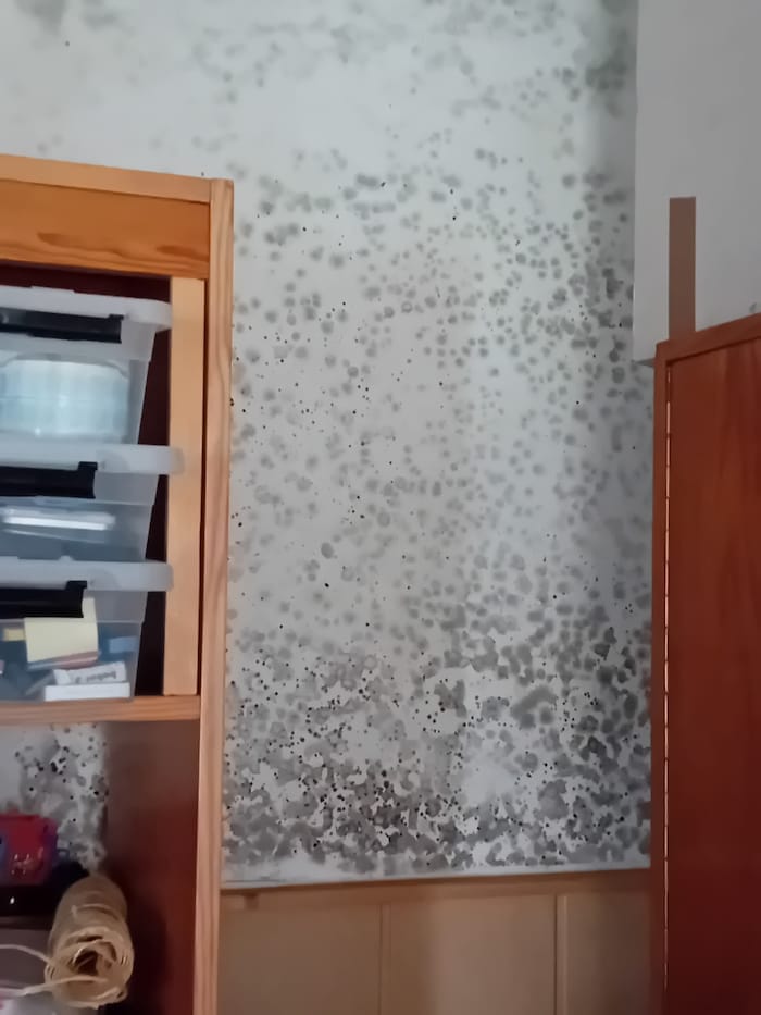 The interior walls of the house are completely riddled with mold. 