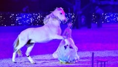 Ein Schnappschuss vom Amadeus Horse Indoors in Salzburg (Bild: im|press|ions)