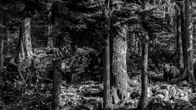 The photo of the bear in the forest was taken in Slovenia (Bild: Richard Mayr)