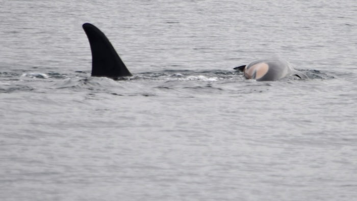 Die Orca-Dame will sich nicht von ihrem verstorbenen Jungtier trennen.