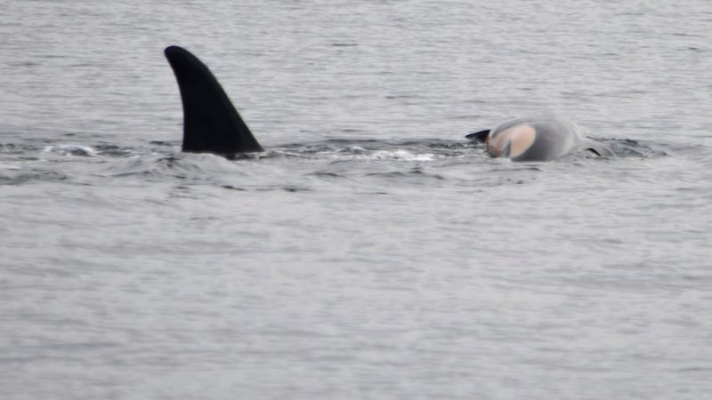 Die Orca-Dame will sich nicht von ihrem verstorbenen Jungtier trennen. (Bild: APA/AP)