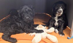 Wir warten auf Besuch 