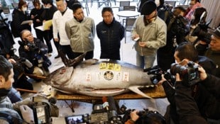 Größe und Gewicht des ersteigerten Fisches entsprechen in etwa denen eines Motorrads. (Bild: AP ( via APA) Austria Presse Agentur/Kyodo News via AP)