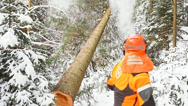 Work is also carried out in the local forests in winter. With care, many tragic accidents can be avoided. (Bild: Moser Gabriele/Gabriele Moser)