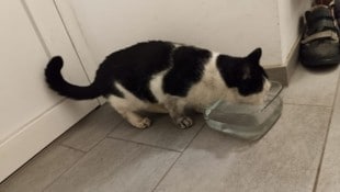 Nach über einer Woche bekam „Lucky“ endlich zu trinken. (Bild: Familie Koch)