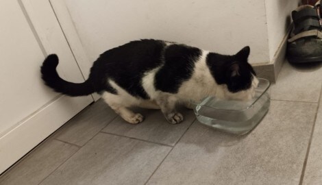 Nach über einer Woche bekam „Lucky“ endlich zu trinken. (Bild: Familie Koch)