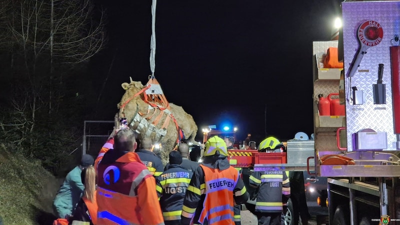 Die Rettung des Tieres mit Spezialgerät (Bild: Freiwillige Feuerwehr Markt Ligist )