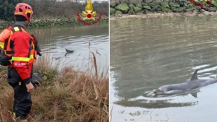 Ein aufwendiger Einsatz rettete dem erschrockenen Tier das Leben.
