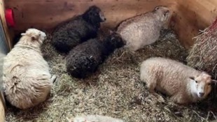 Die Schafsherde in Riefensberg.