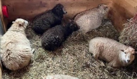 Die eingeschüchterte Schafsherde. (Bild: Privat)