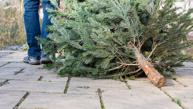 Wegwerfen? Da geht noch mehr: Kräuterexpertin Elisabeth Teufner zeigt uns brauchbare Up-Cycling-Ideen.  (Bild: stock.adobe.com/sabine katzenberger)