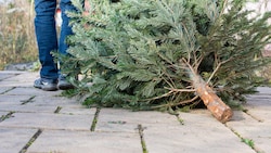 Wegwerfen? Da geht noch mehr: Kräuterexpertin Elisabeth Teufner zeigt uns brauchbare Up-Cycling-Ideen.  (Bild: stock.adobe.com/sabine katzenberger)