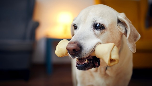 Das Knabbern an Kauknochen ist eine köstliche Beschäftigung für viele Hunde. (Bild: stock.adobe.com/JAROMIR CHALABALA)