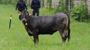 Ein Stier wie dieser (Symbolbild) war am Montag in Linz entlaufen.