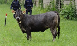 Ein Stier wie dieser (Symbolbild) war am Montag in Linz entlaufen.