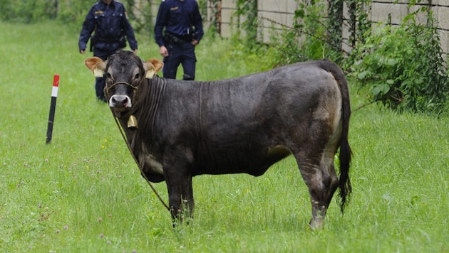 Ein Stier wie dieser (Symbolbild) war am Montag in Linz entlaufen.