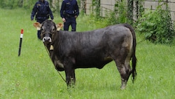 Ein Stier wie dieser (Symbolbild) war am Montag in Linz entlaufen.