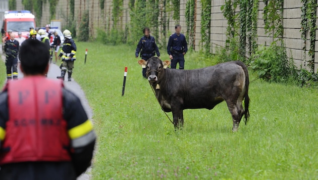 Immer wieder sorgen entlaufene Tiere für Blaulichteinsätze (Archivfoto).   (Bild: zoom.tirol)