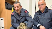 Diesen verletzten Bussard konnten Beamte der Polizei aus Pinkafeld nach einem Vorfall auf der B 50 in Sicherheit bringen. Dem Vogel ist nun im Wildgehege. (Bild: Christian Schulter)