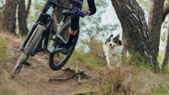 Für den angeleinten Familienhund (Symbolbild) war die Tour wohl zu viel. (Bild: stock.adobe.com/Aitor - stock.adobe.com)