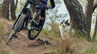 Für den angeleinten Familienhund (Symbolbild) war die Tour wohl zu viel. (Bild: stock.adobe.com/Aitor - stock.adobe.com)