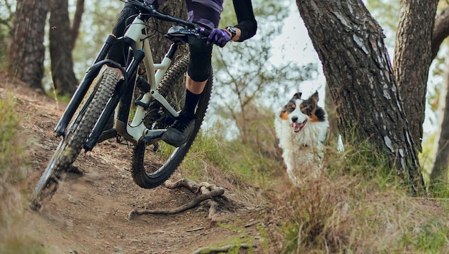 The tour was probably too much for the leashed family dog (symbolic image). (Bild: stock.adobe.com/Aitor - stock.adobe.com)