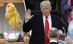 Bei Donald Trumps zweiter Angelobung am 20. Jänner sollten zumindest Kanarienvögel in Sicherheit ...