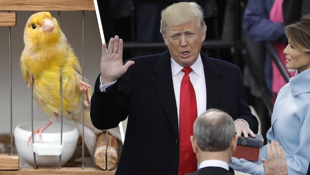 At Donald Trump's second inauguration on January 20, at least canaries were supposed to be safe - that wasn't always the case. (Bild: AP, Stock Adobe, Krone KREATIV)