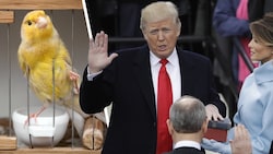 Bei Donald Trumps zweiter Angelobung am 20. Jänner sollten zumindest Kanarienvögel in Sicherheit sein – das war nicht immer der Fall. (Bild: AP, Stock Adobe, Krone KREATIV)