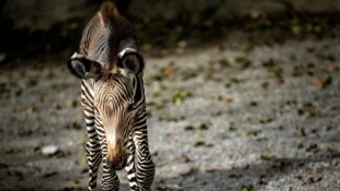 Das Grevy-Zebra nahm nur zögerlich zu. Jetzt kam aus dem Salzburger Zoo die Nachricht vom Tod ...