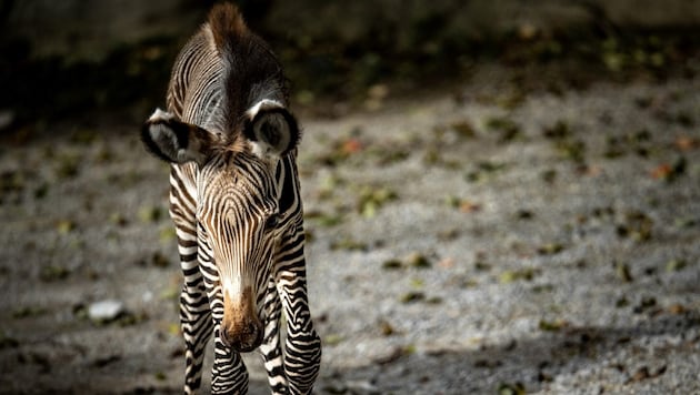 Das Grevy-Zebra nahm nur zögerlich zu. Jetzt kam aus dem Salzburger Zoo die Nachricht vom Tod des Fohlens. (Bild: Martin Strobl)